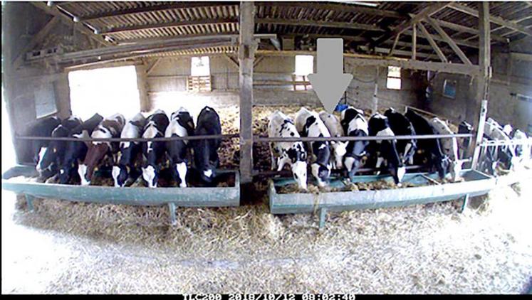 Cette photo illustre bien que l’allottement des jeunes animaux est primordial, car la concurrence à l’auge peut ralentir la croissance. 