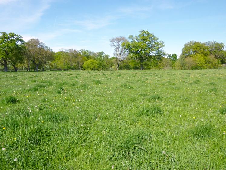 Contraste des zones bousas lié à une faible fertilité sauf à l’endroit des anciennes bouses.