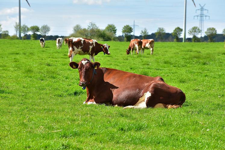 La gestion du pâturage permet de gagner en autonomie pour l’alimentation  du troupeau. Quelques aménagements peuvent s’avérer utile pour la rendre encore plus pertinente.