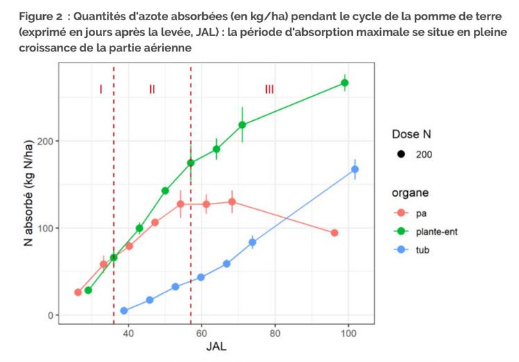 Quantités d'azote absorbées (en kg/ha) pendant le cycle de la pomme de terre (exprimé en jours après la levée, JAL) : la période d'absorption maximale se situe en pleine croissance de la partie aérienne. 