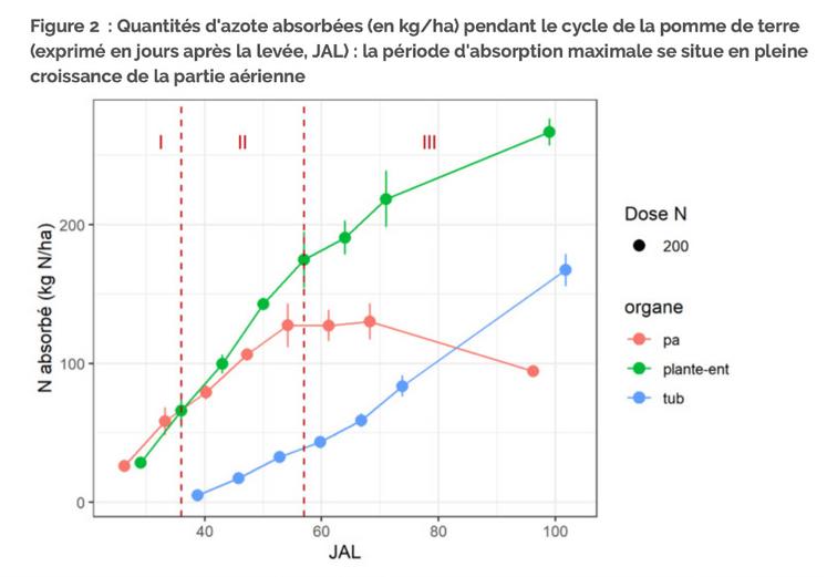 Quantités d'azote absorbées (en kg/ha) pendant le cycle de la pomme de terre (exprimé en jours après la levée, JAL) : la période d'absorption maximale se situe en pleine croissance de la partie aérienne. 