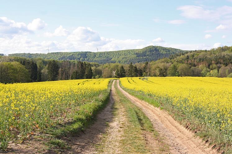 Sécuriser la performance du colza doit passer par la mobilisation de plusieurs leviers agroécologiques, selon les experts  de BASF et de Terres Inovia. 