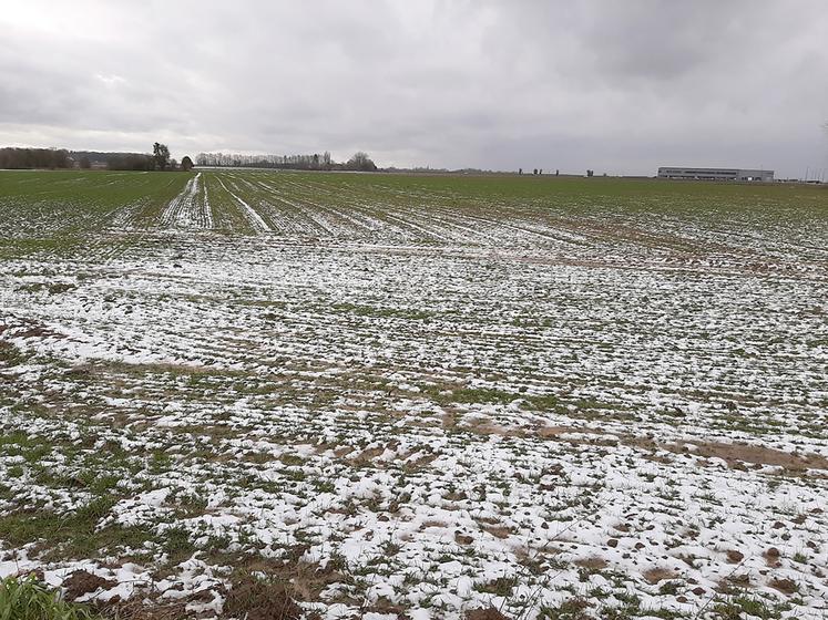 Toutes les céréales à paille ne présentent pas la même sensibilité au gel. 