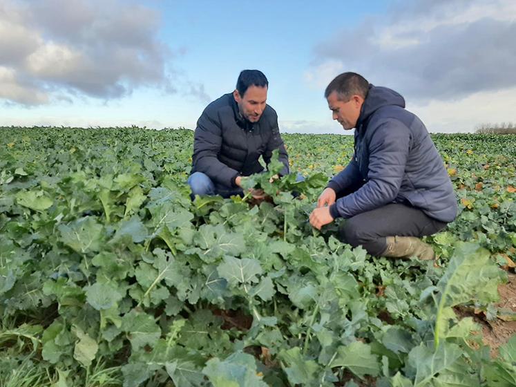 Nicolas Charpentier et Olivier Pecourt dans une parcelle de colza où le semis  a été réalisé le 13 août dernier avec des semences enrobées par la solution  Integral® Pro de BASF. 