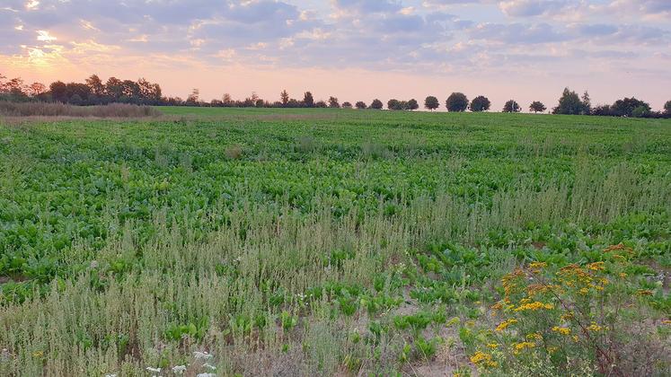 La campagne 2020 restera parmi l’une des plus particulières des dernières années.