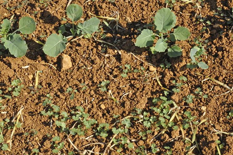 Géraniums dans un colza à 4 feuilles.
