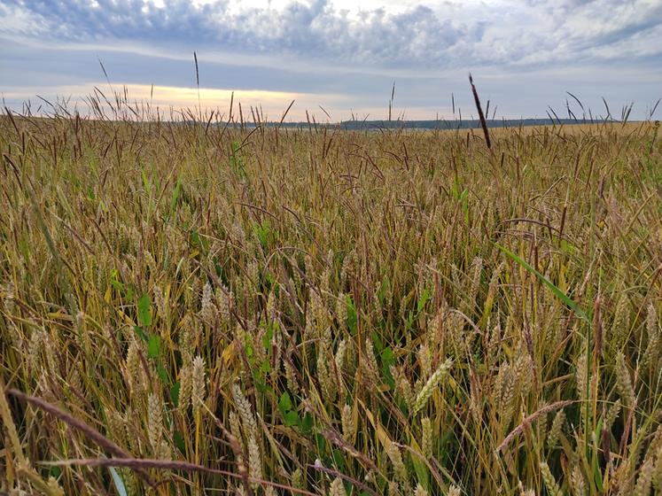 La recrudescence de graminées dans les céréales justifie le maintien de présemis ou de prélevée dans le colza qui va suivre.