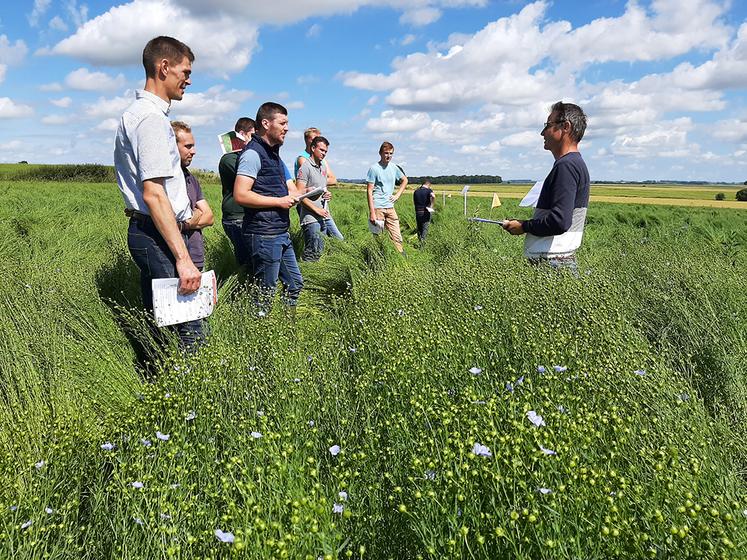 L’essai mené à Hiermont par la coopérative Calira et la Chambre d’agriculture  de la Somme vise à identifier les solutions de désherbage les plus efficaces  pour le lin bio. 