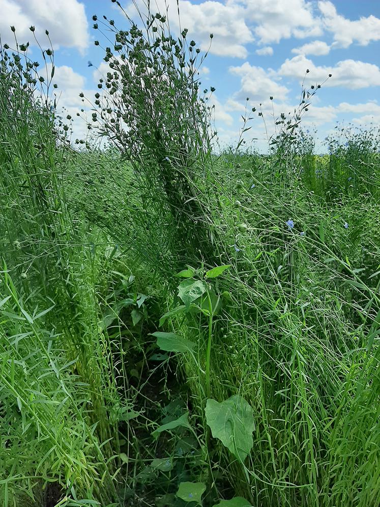 Bien que le lin dispose d’une capacité d’étouffement des autres végétaux  par sa densité de semis et malgré le recours à différents outils de désherbage, certaines mauvaises herbes passent au travers. 