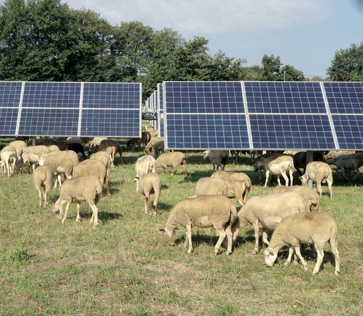 D’après un suivi des troupeaux installés sous sept parcs photovoltaïques et de leurs performances, «on ne constate  aucun conflit d’usage et on remarque que les ressources fourragères permettent de nourrir les troupeaux», avance  la société Arkolia, spécialisée dans les énergies renouvelables. 