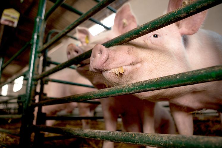 Pour que l’ensemble des truies en France mettent bas dans des «cases liberté», et non plus dans des cages, de lourds investissements sont à envisager.