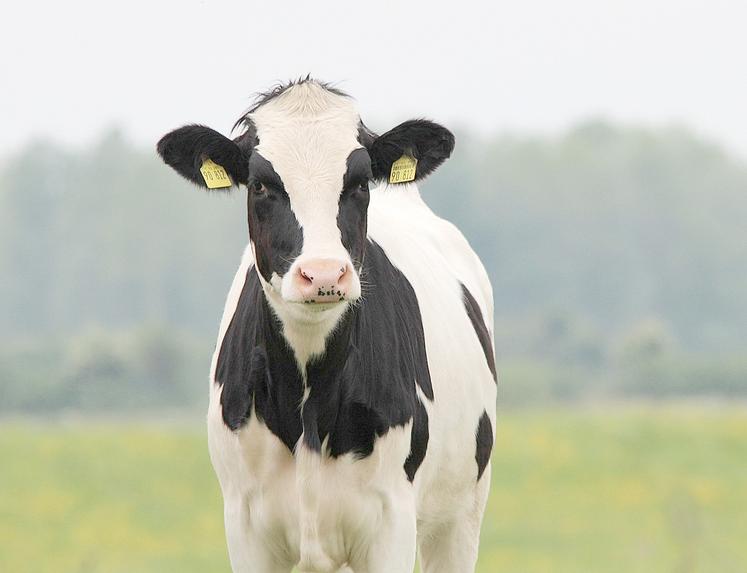 La Prim’holstein en lait et la charolaise en viande sont en tête dans les élevages de la région. 