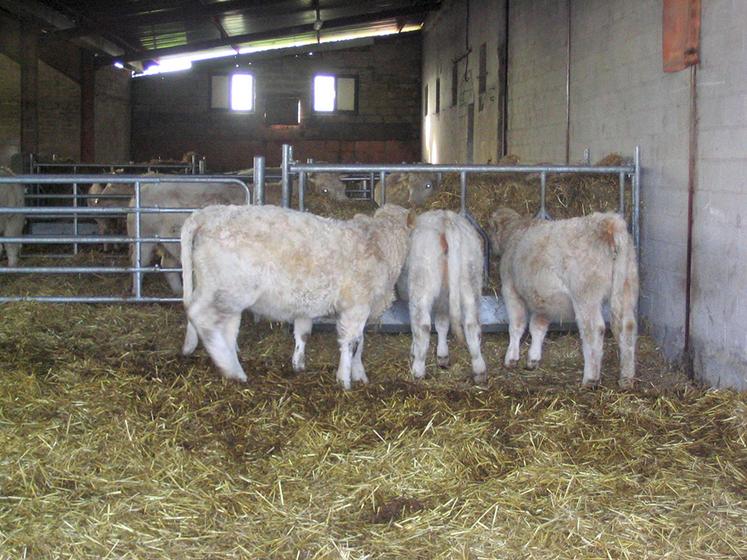 A 500 kg de poids vif, ces génisses seront capables de manger 5 kg de paille, la moitié de leurs besoins énergétiques.