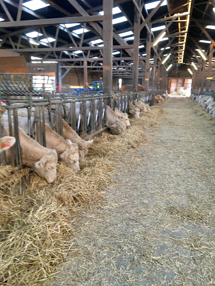 Rien de telle que la paille distribuée comme un foin. Jusqu’à 7 kg par jour de consommation par vache.