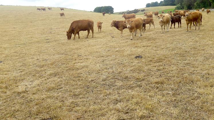 Dès que l’herbe manque, il faut réduire la surface accessible et affourrager sinon le surpâturage va dégrader fortement la prairie. 