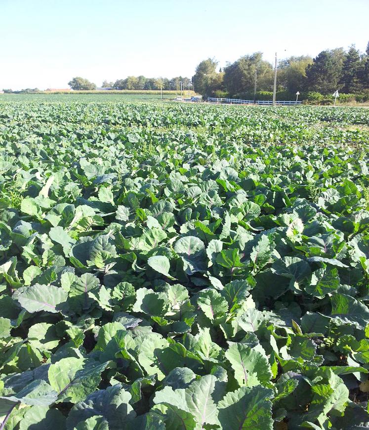 Le chou fourrager et les autres cultures dérobées fourragères peuvent permettre de produire à contre saison.