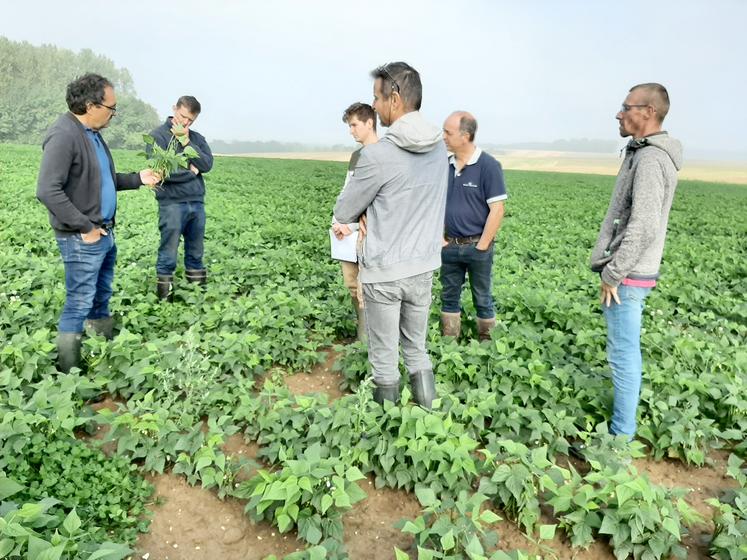 Attaques de mouches de semis et conditions météo rendent incertaine la récolte 2021 de haricots verts.