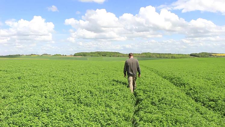 Résistante au froid et aux fortes chaleurs, pérenne, économe en intrants, riche en protéines, minéraux, vitamines et en fibres digestibles, la luzerne ne manque pas d’atouts. 