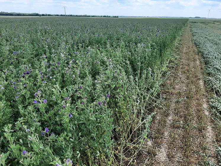 Au champ, ce qui conditionne (en partie) la réussite d’une culture de luzerne,  c’est le semis. 
