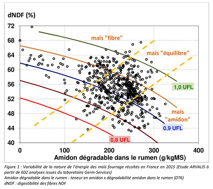 Figure 1 : Variabilité de la nature de l’énergie des maïs fourrage récoltés  en France en 2015 (étude Arvalis à partir de 602 analyses issues du laboratoire Germ-Services) Amidon dégradable dans le rumen : teneur en amidon x dégradabilité amidon dans le rumen (DT6) dNDF : digestibilité des fibres NDF