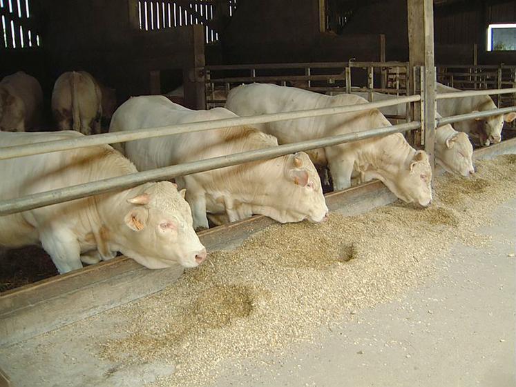 L’introduction d’herbe dans des rations à base de maïs fourrage est souvent plafonnée à 20-30 % de la MS ingérée afin de maintenir la densité énergétique de la ration.