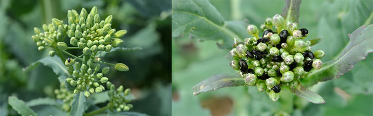 De faible à forte infestation en méligèthes.
