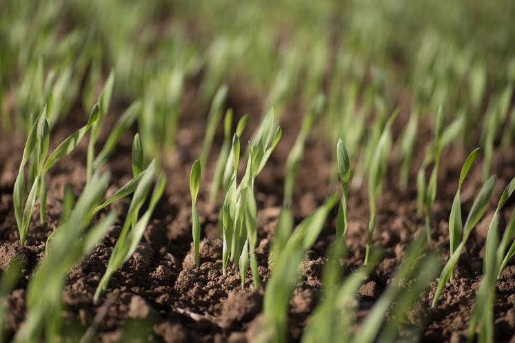 Les OPsa sont plus exposées aux différents risques de gel : des températures  en dessous de - 10/- 12°C durant l’hiver peuvent provoquer un gel partiel ou total des plantes. 