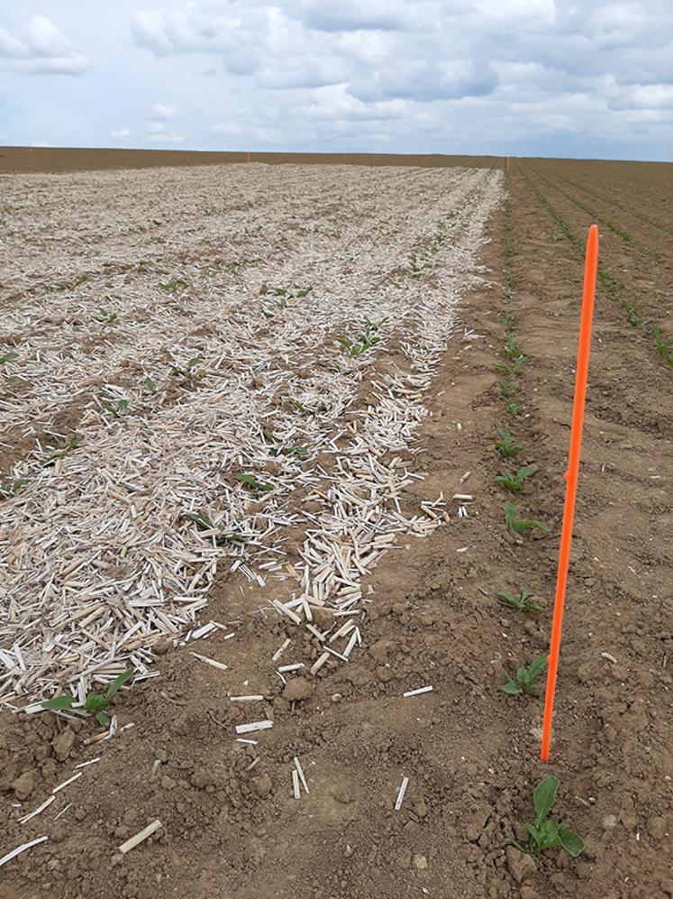 Au milieu  d’une parcelle de betteraves semées sans traitement néonicotinoïdes, une micro-parcelle accueille un paillage de miscanthus censé perturber le puceron vert. 