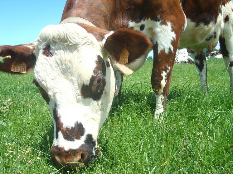 Bien gérer sa prairie permet d’améliorer l’autonomie en protéines. 