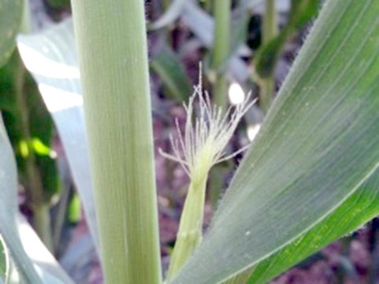 La date de floraison du maïs est le premier indicateur de la précocité  de la culture. 