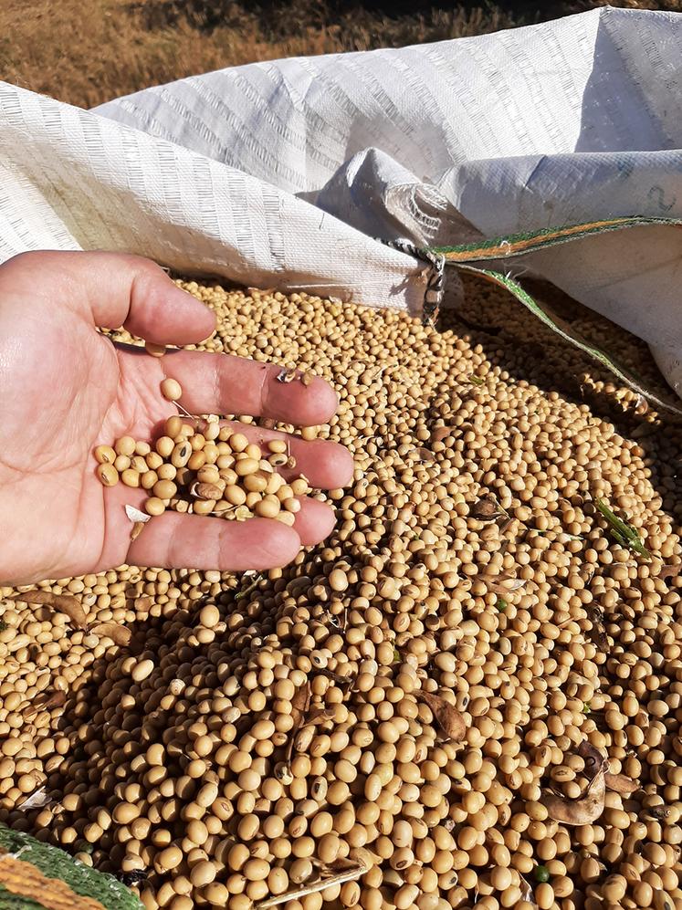 Pour une première année d’essais, les résultats de la culture de soja dans la Somme par le Groupe Carré sont encourageants.