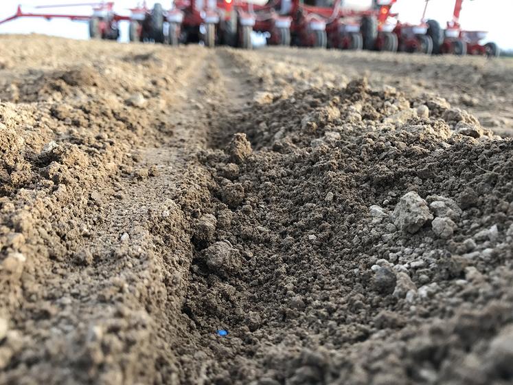 Les graines doivent être positionnées à 2,5 cm de profondeur. 