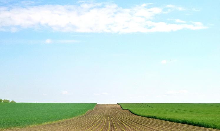 En s’engageant dans la campagne 2020-2021, les agriculteurs ont privilégié la culture de blé aux dépens des cultures de printemps, selon les statistiques  du ministère de l’Agriculture.