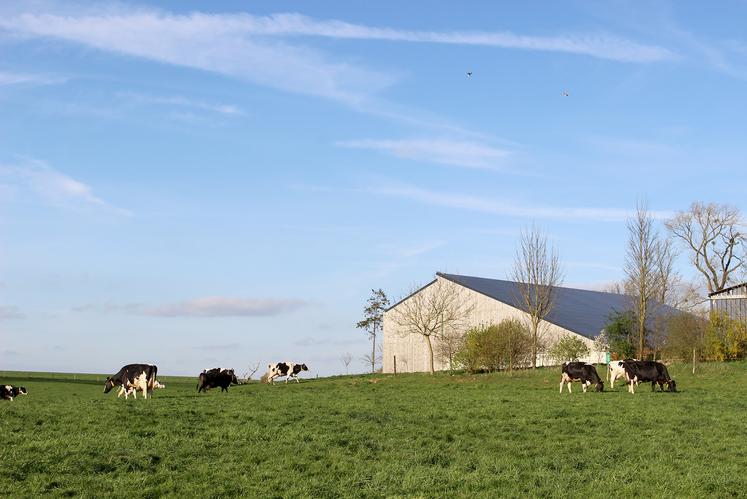 La vache est un animal gourmand. Il faut profiter de cette qualité pour l’inciter à aller profiter d’une herbe fraîche tous les jours. 