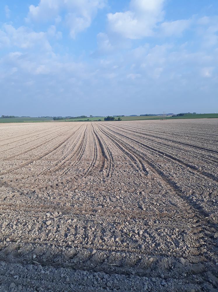 Un semis réussi, c’est un nombre de graines conforme à l’objectif,  une levée synchrone, avec une répartition régulière et un taux de levée compris entre 95 et 100 %. 