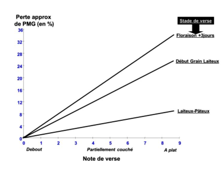 Impact de la verse sur le PMG en fonction du stade de la culture.  