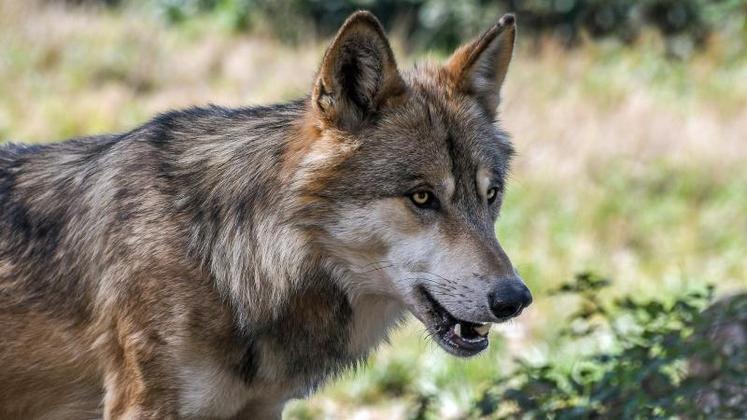 La présence prolongée du loup ne signifie cependant pas, à ce stade, que l'animal va s'installer durablement, précise la préfecture de Seine-Maritime après avoir confirmé la présence d'un loup dans le département.