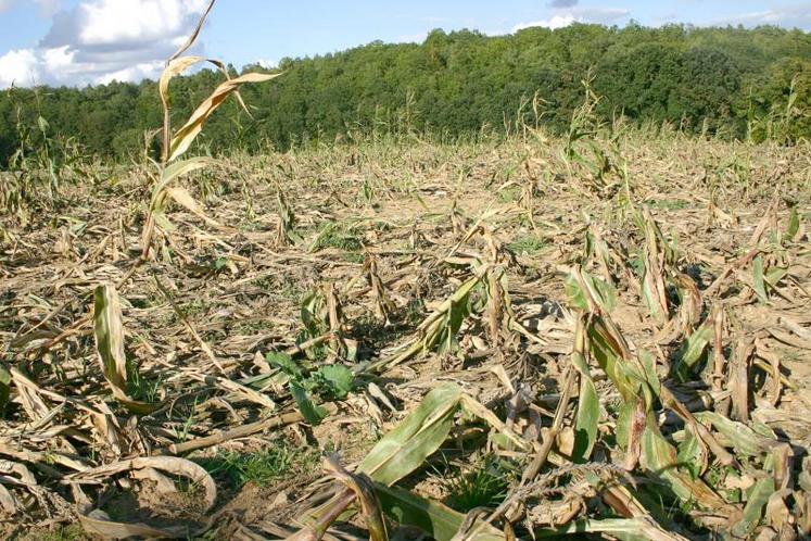 Annuellement, les indemnisations versées par les fédérations départementales de chasseurs aux agriculteurs victimes 
de dommages agricoles déclarés s’élèvent à plus de trente millions d’euros.