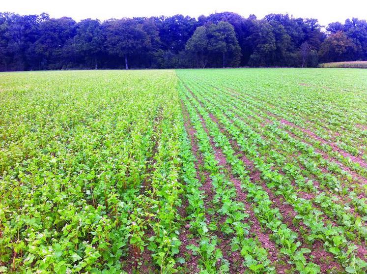 Essai de couverts associés au colza. A gauche, le sarrasin.
