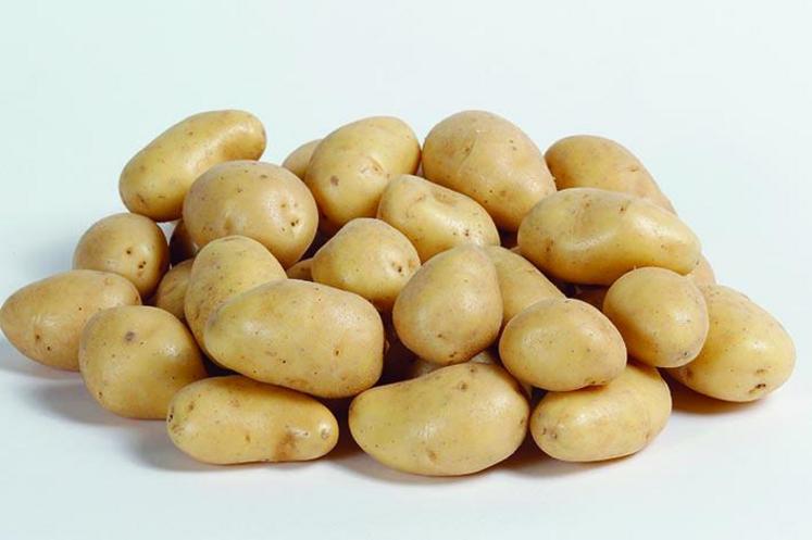 on cultiverait en Nord-Pas-de-Calais et en Picardie quelque 97 320 hectares de pommes de terre pour 4,3 millions de tonnes récoltées, sur environ 4% de la SAU régionale. 22% des agriculteurs la produisent, soit 5 640 exploitations. 