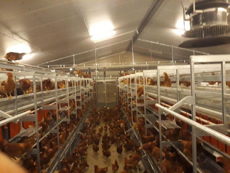 Arrivées lundi 29 octobre dans la nuit, les 39 500 poules ont été déchargées à potron-minet le 30 octobre.