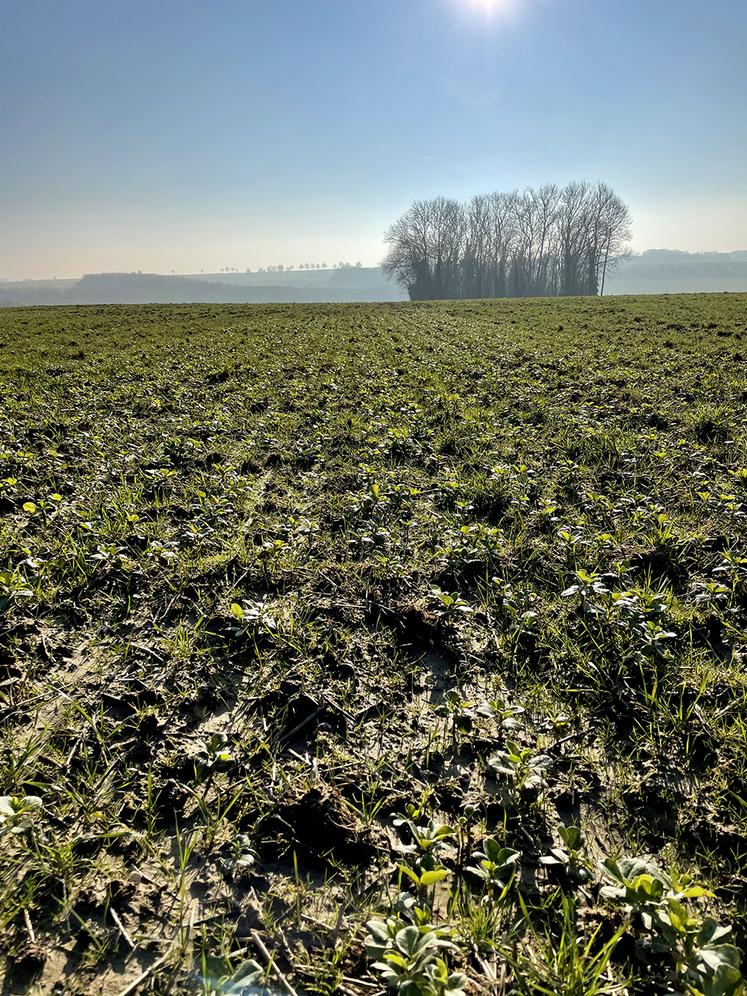 Parcelle d’essais de féveroles, Oneux.