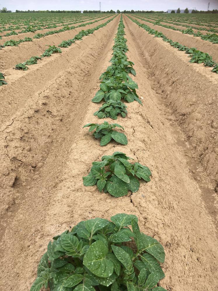 La Chambre d’agriculture de la Somme propose un suivi des parcelles de pommes de terre basé sur l’outil d’aide  à la décision Mileos© développé par Arvalis.