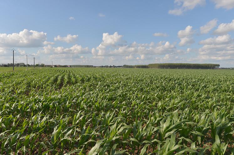 La présence de taupins est la première cause de dégradation du rendement  du maïs.