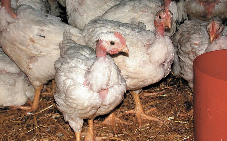 La capacité de mouvement est, par exemple, évaluée par une mesure de la densité, ainsi que par le nombre d’animaux qui étirent leurs ailes et leurs pattes ou battent des ailes. 