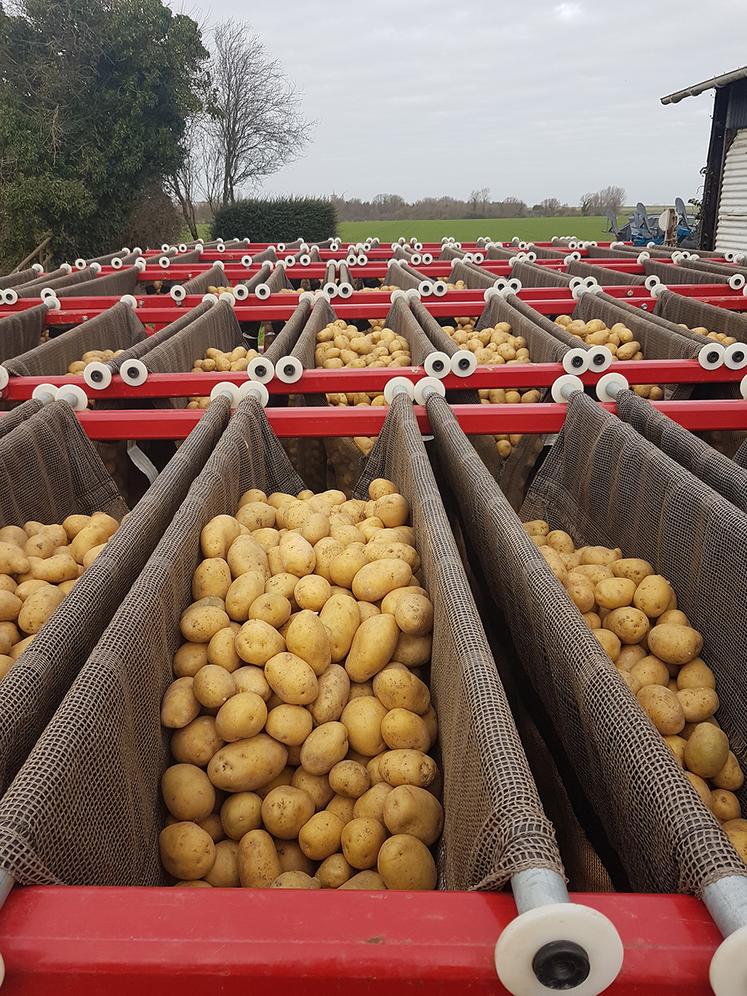 La pré-germination des plants est pratiquées pour les deux premiers hectares plantés. 