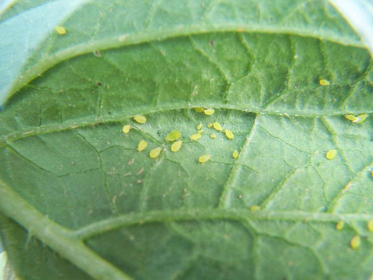 Pucerons sur feuille de pomme de terre.