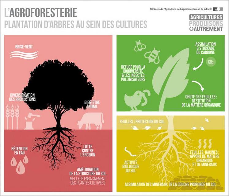 D’après les experts consultés par le gouvernement, les intérêts agronomiques de l’agroforesterie seraient multiples.