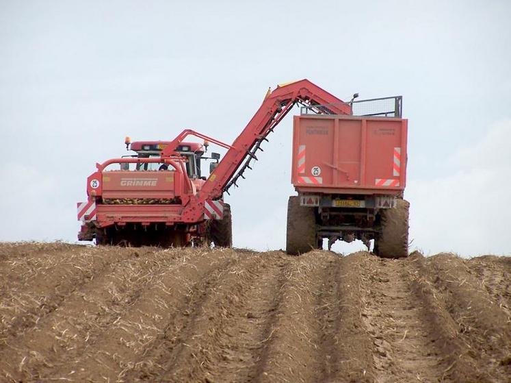 La demande en pommes de terre à l’échelle européenne reste portée par le dynamisme de l’industrie.