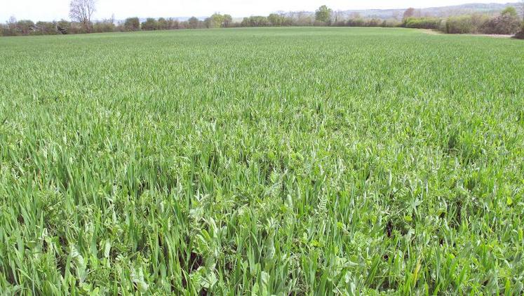 Entre 2011 et 2018, de nombreux essais culturaux ont été mis en place sur trois fermes normandes. Ces résultats peuvent désormais profiter à tous les éleveurs de bovins bio ou conventionnels du territoire.